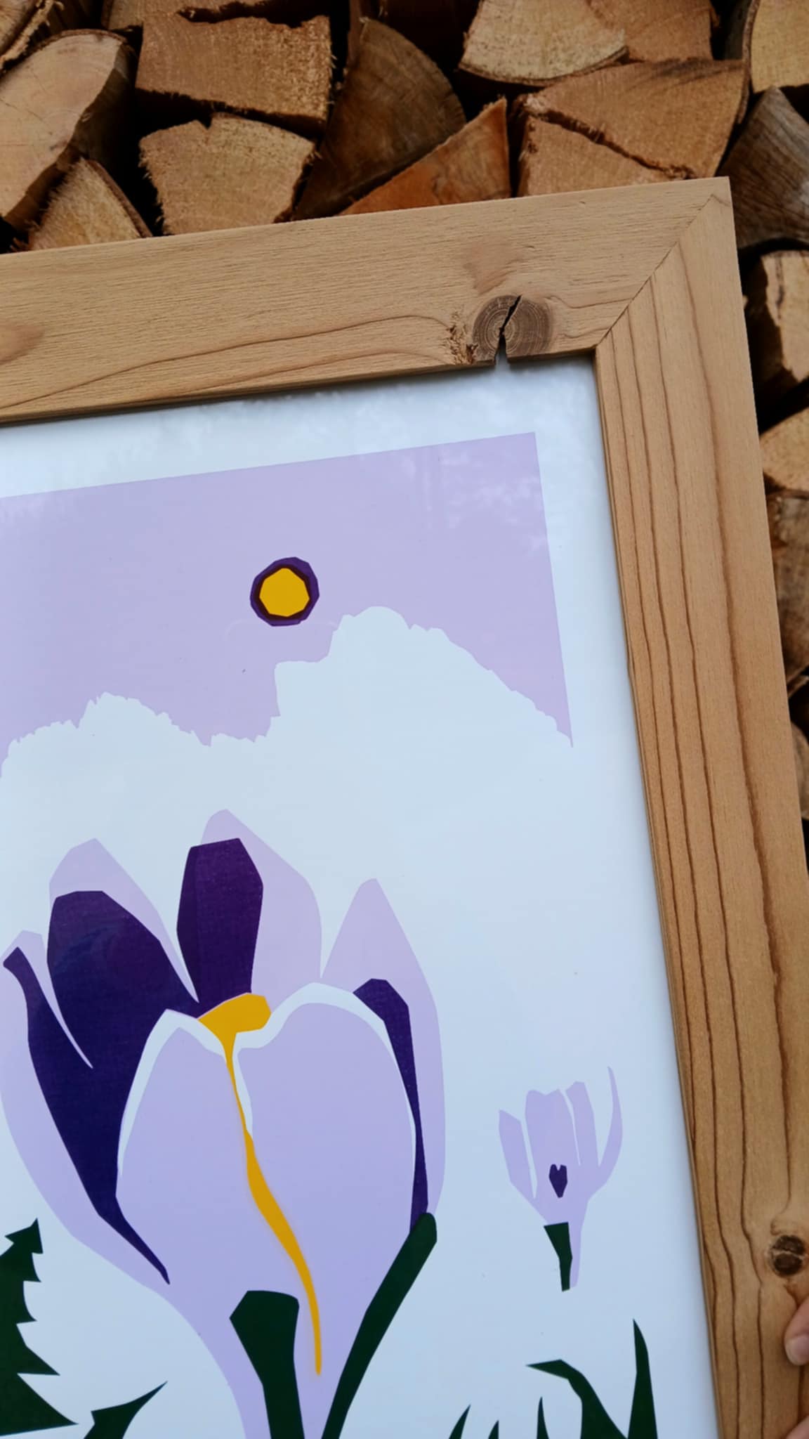 Le crocus _ Alpes, France